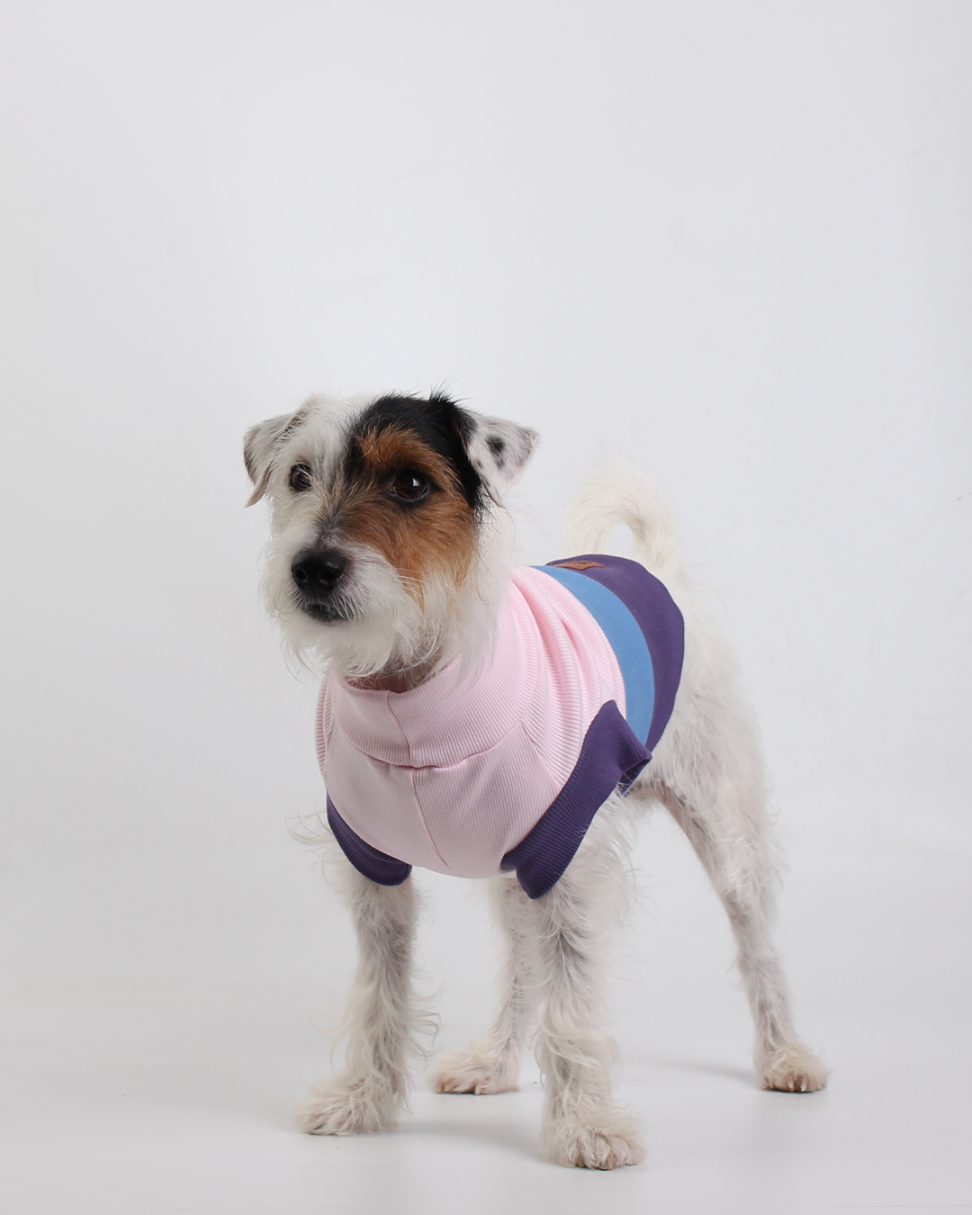 CACHORREL PARA PET STEVE LUPI