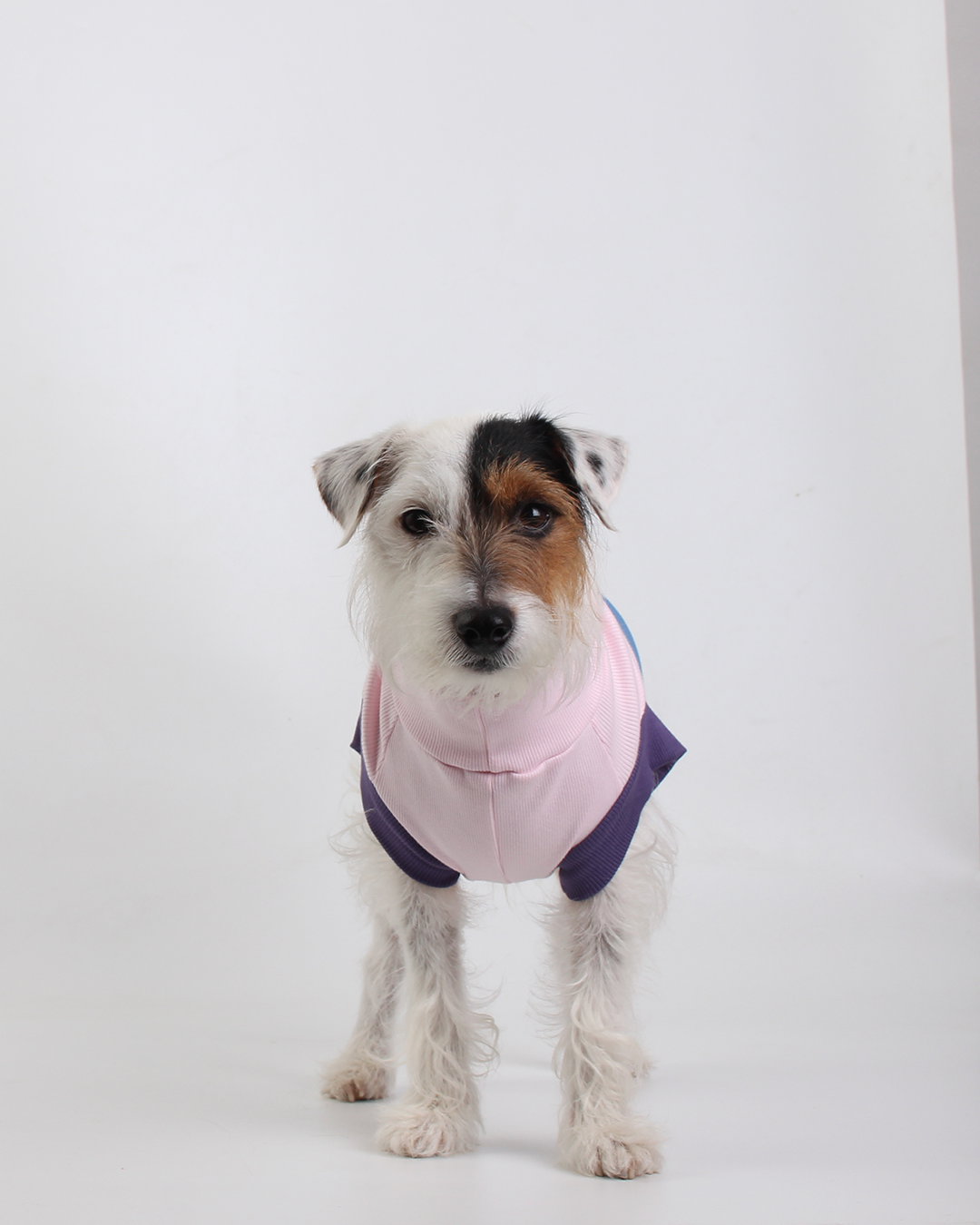 CACHORREL PARA PET STEVE LUPI