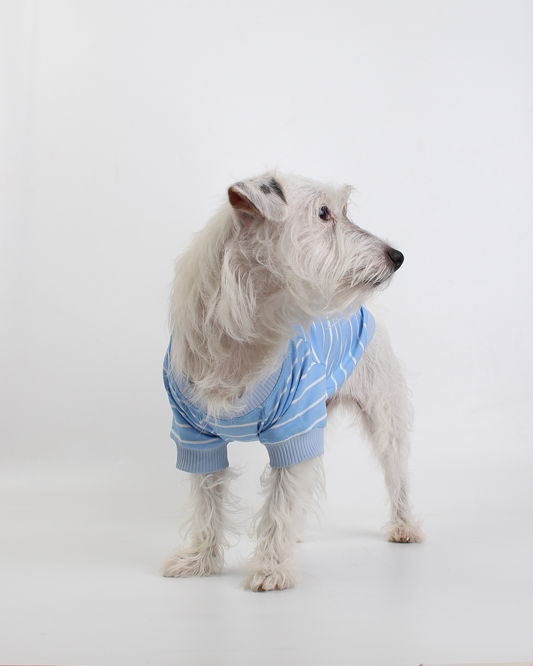 CAMISETA PARA PET LISTRAS AZUL SKY