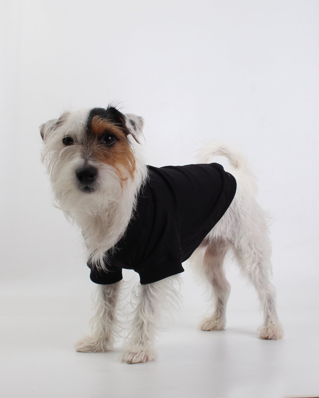 CAMISETA PARA PET PRETA FLOYD