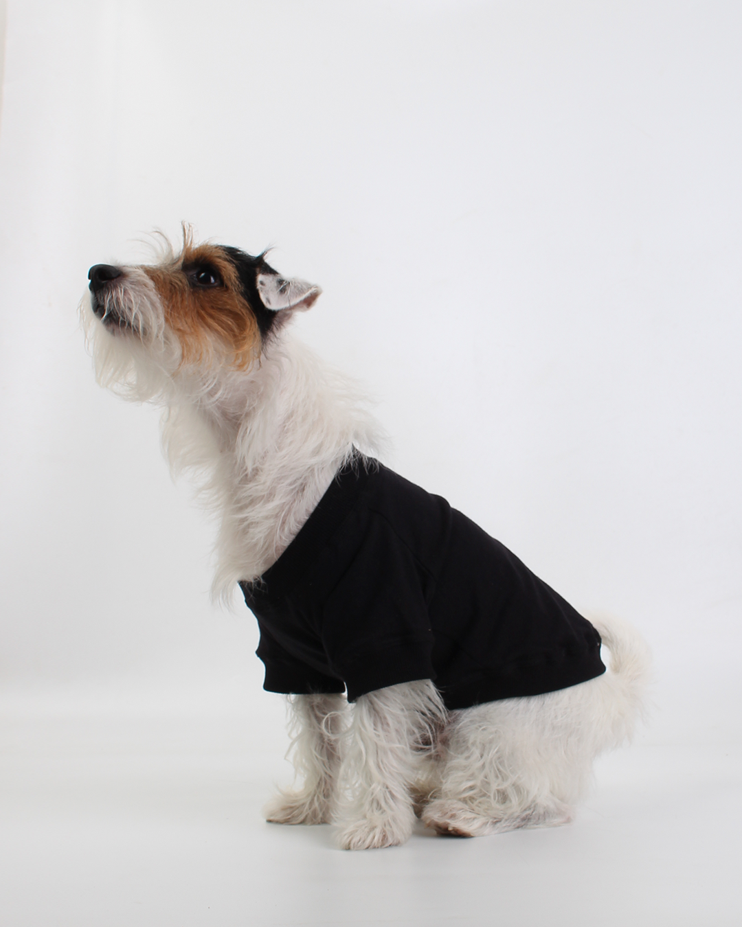 CAMISETA PARA PET PRETA FLOYD