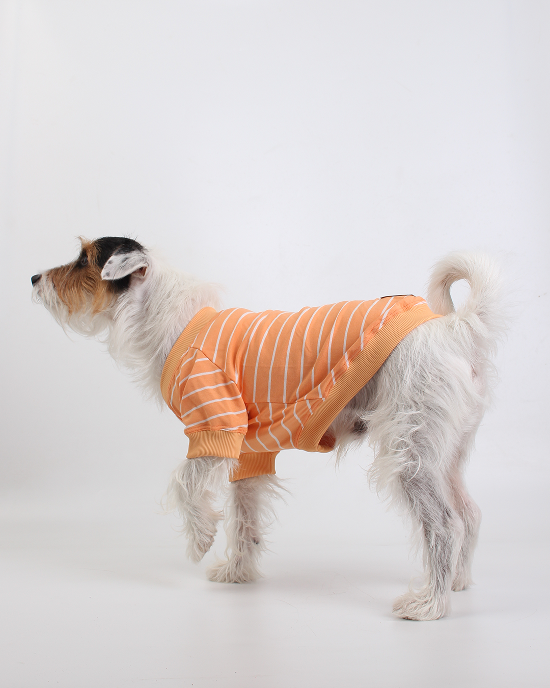 CAMISETA PARA PET LISTRAS LARANJA FELIZ