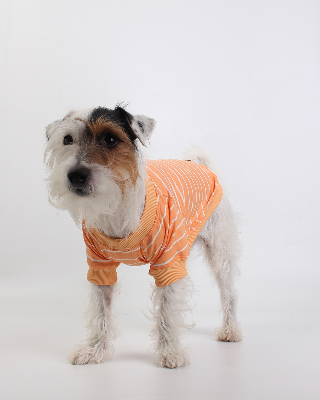 CAMISETA PARA PET LISTRAS LARANJA FELIZ