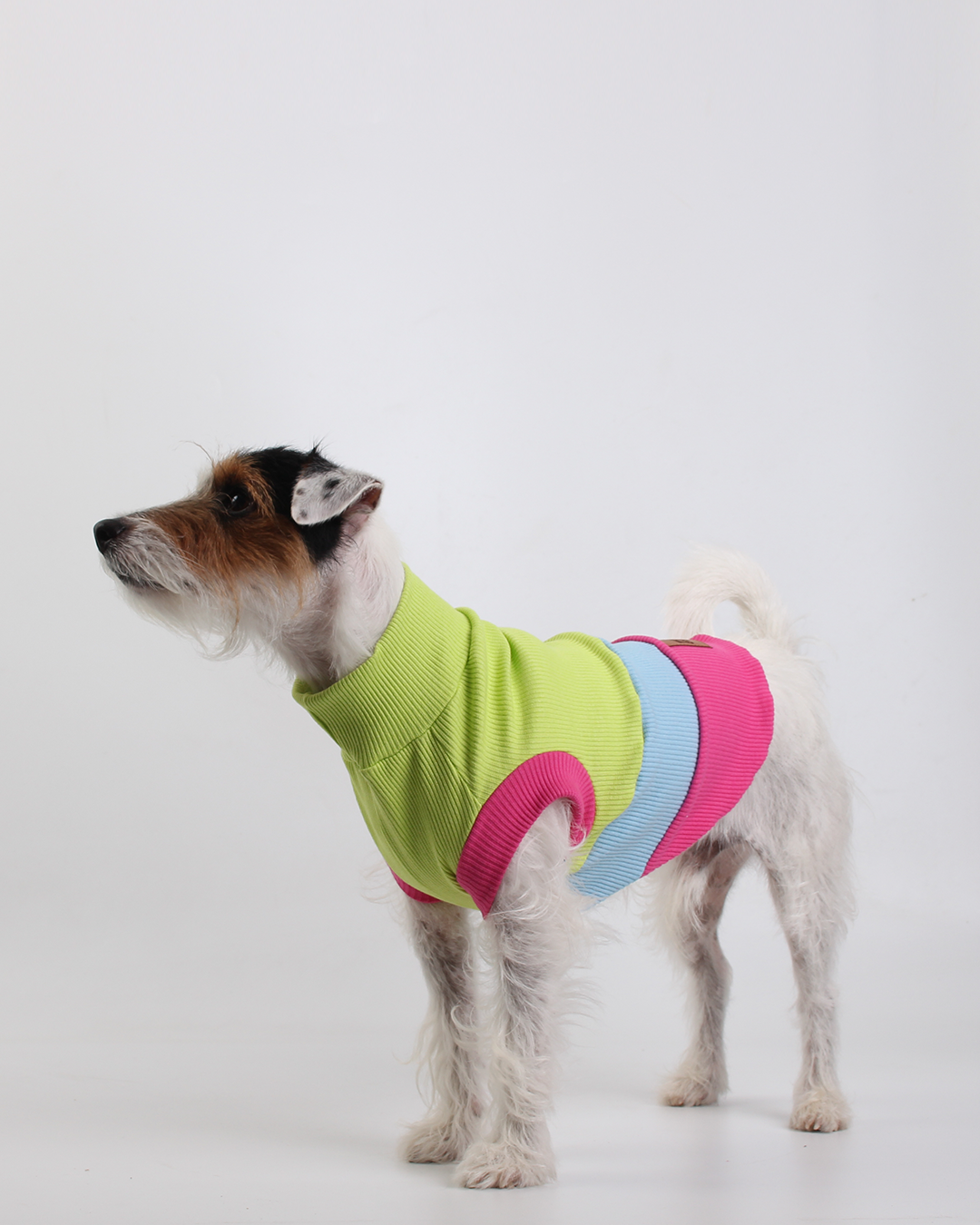 CACHORREL PARA PET STEVE DOGS KOKÊ COLORS