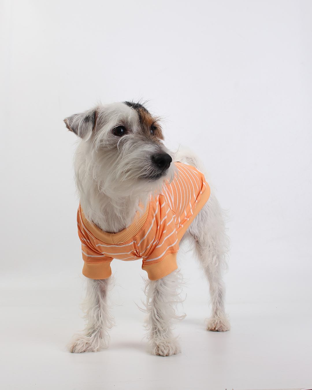 CAMISETA PARA PET LISTRAS LARANJA FELIZ