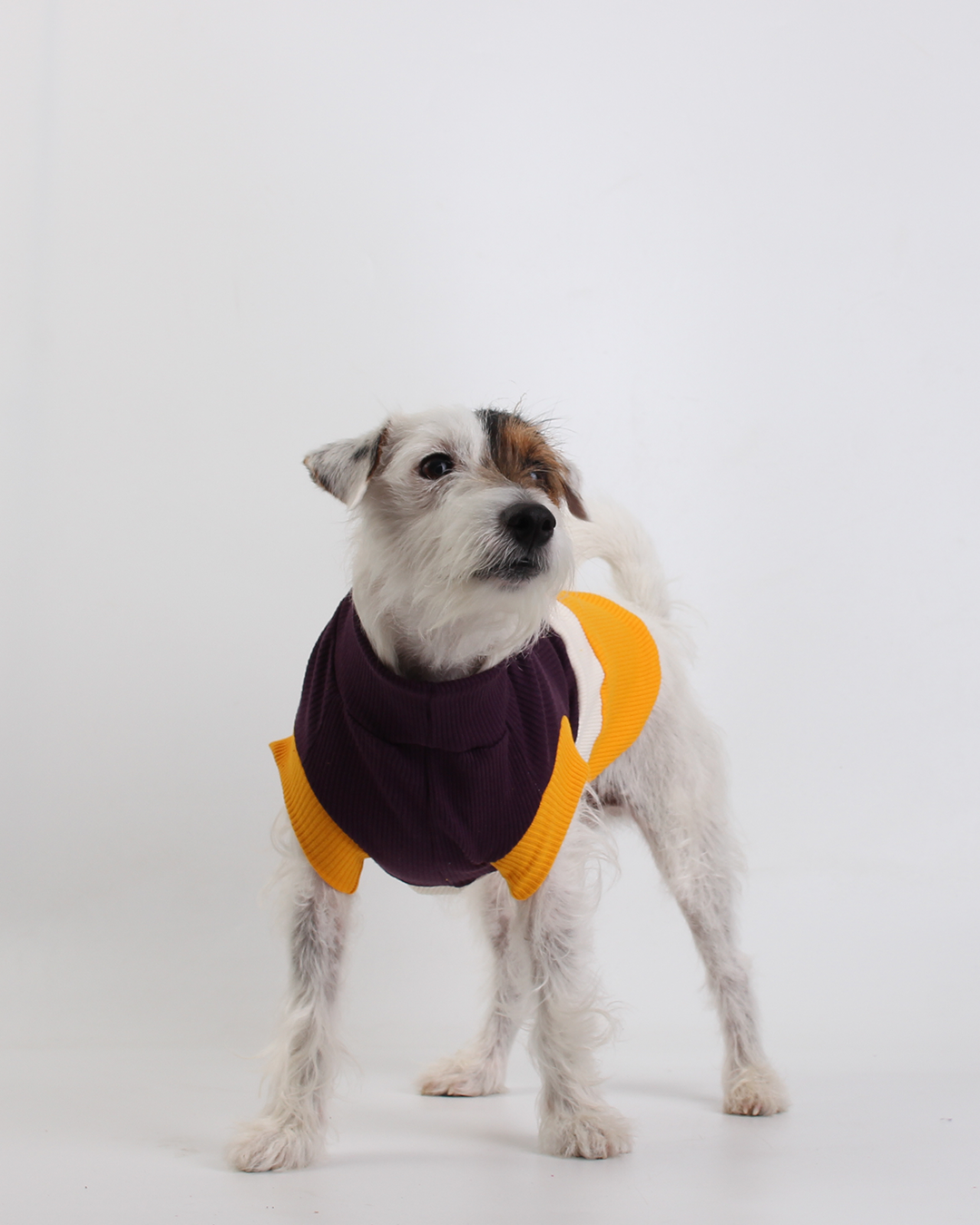 CACHORREL PARA PET STEVE DOGS BUZZY
