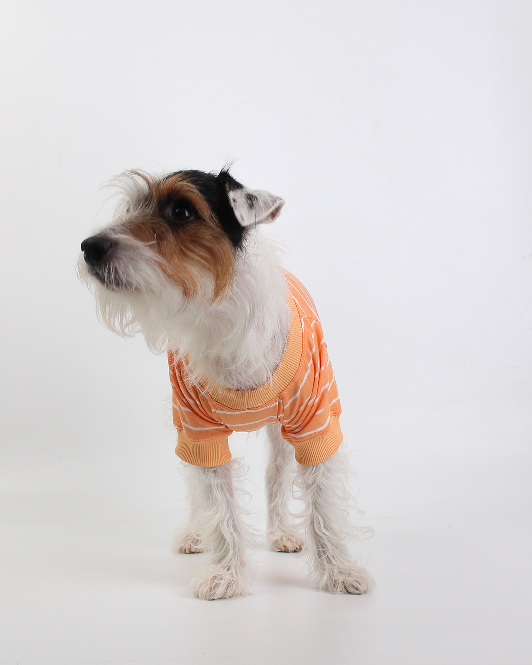 CAMISETA PARA PET LISTRAS LARANJA FELIZ
