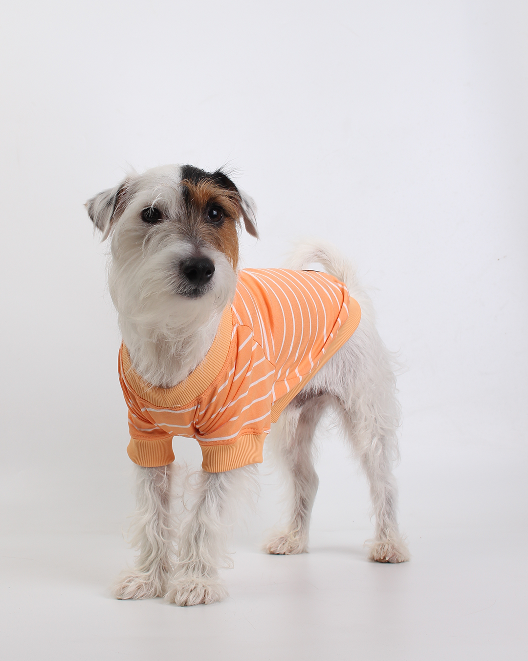 CAMISETA PARA PET LISTRAS LARANJA FELIZ
