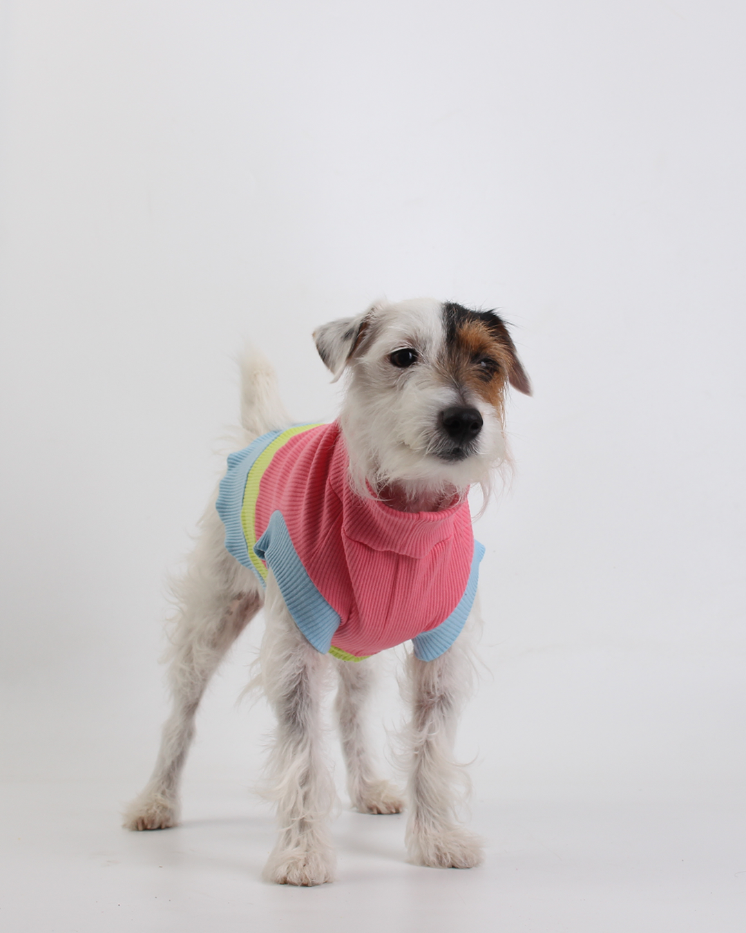 CACHORREL PARA PET STEVE DOGS BONNY