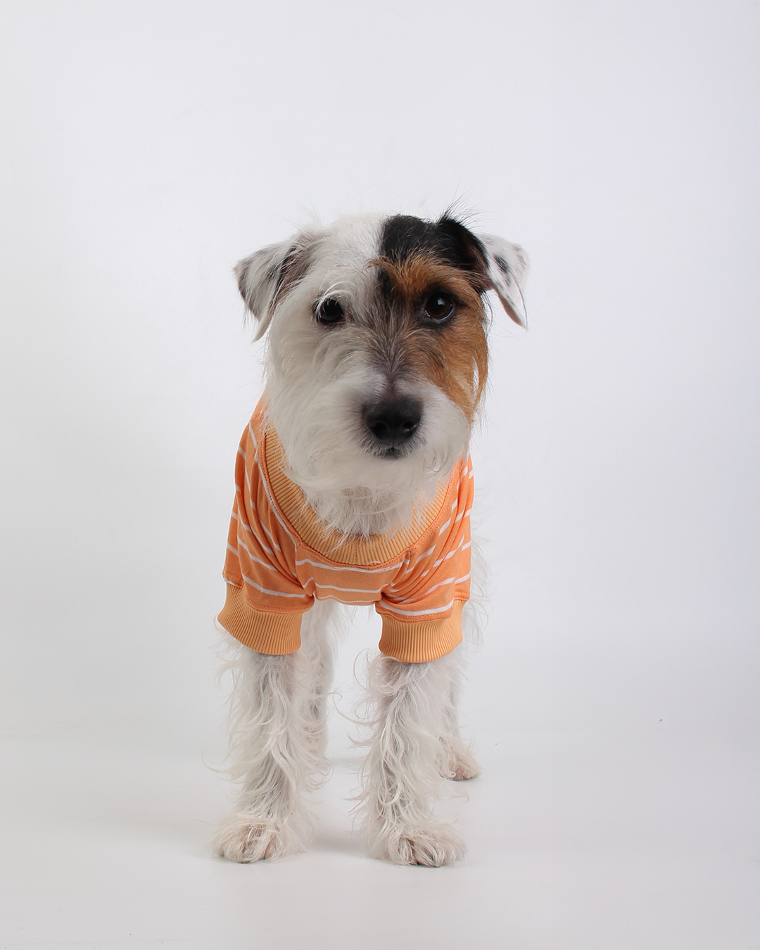 CAMISETA PARA PET LISTRAS LARANJA FELIZ