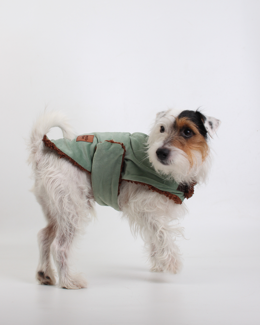 COLETE PARA PET TEDDY JOY