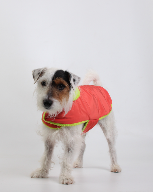 COLETE PARA PET TEDDY TANGERINE