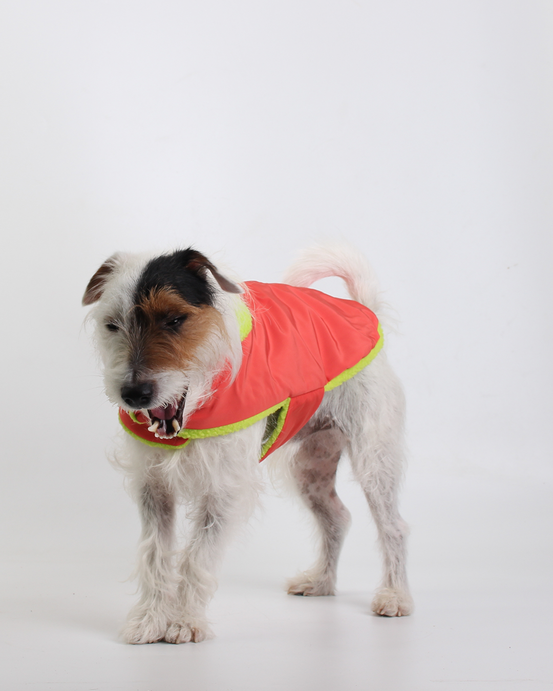 COLETE PARA PET TEDDY TANGERINE
