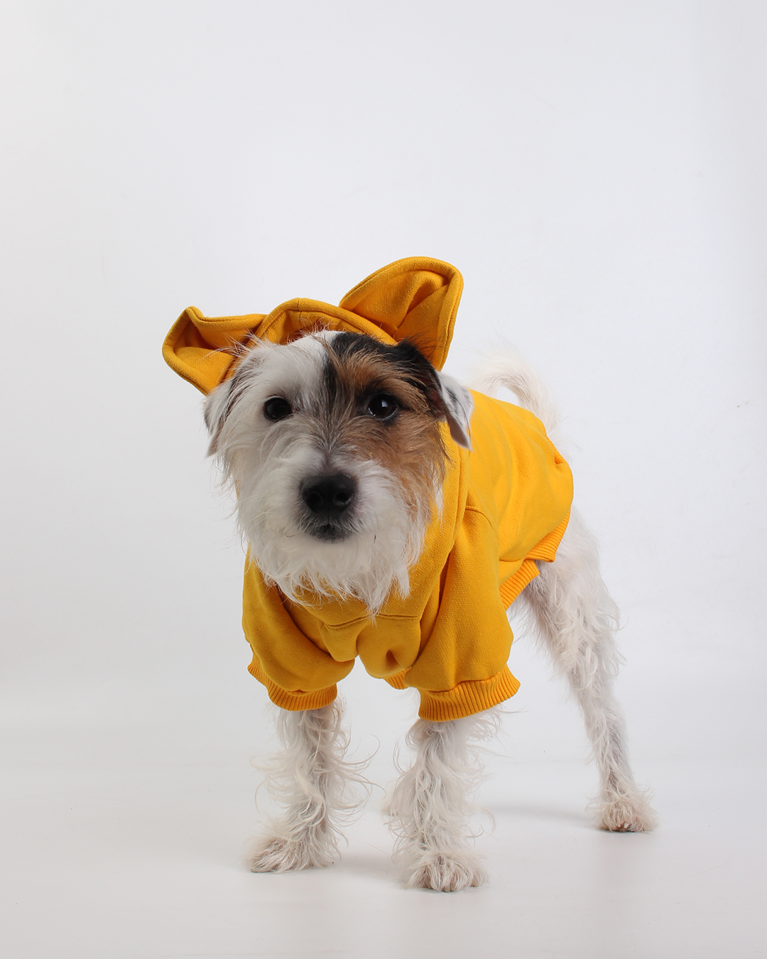 MOLETOM PARA PET URSO AMARELO POOH