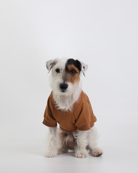 MOLETOM PARA PET BOMBOM