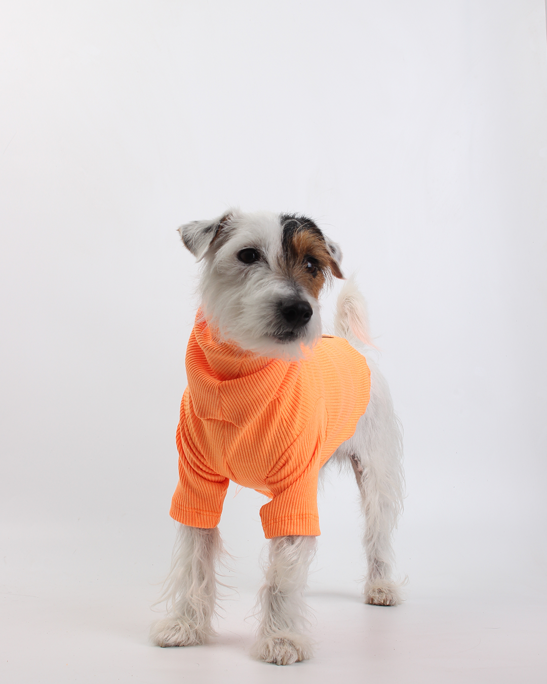 CACHORREL PARA PET TANGERINA POCAN