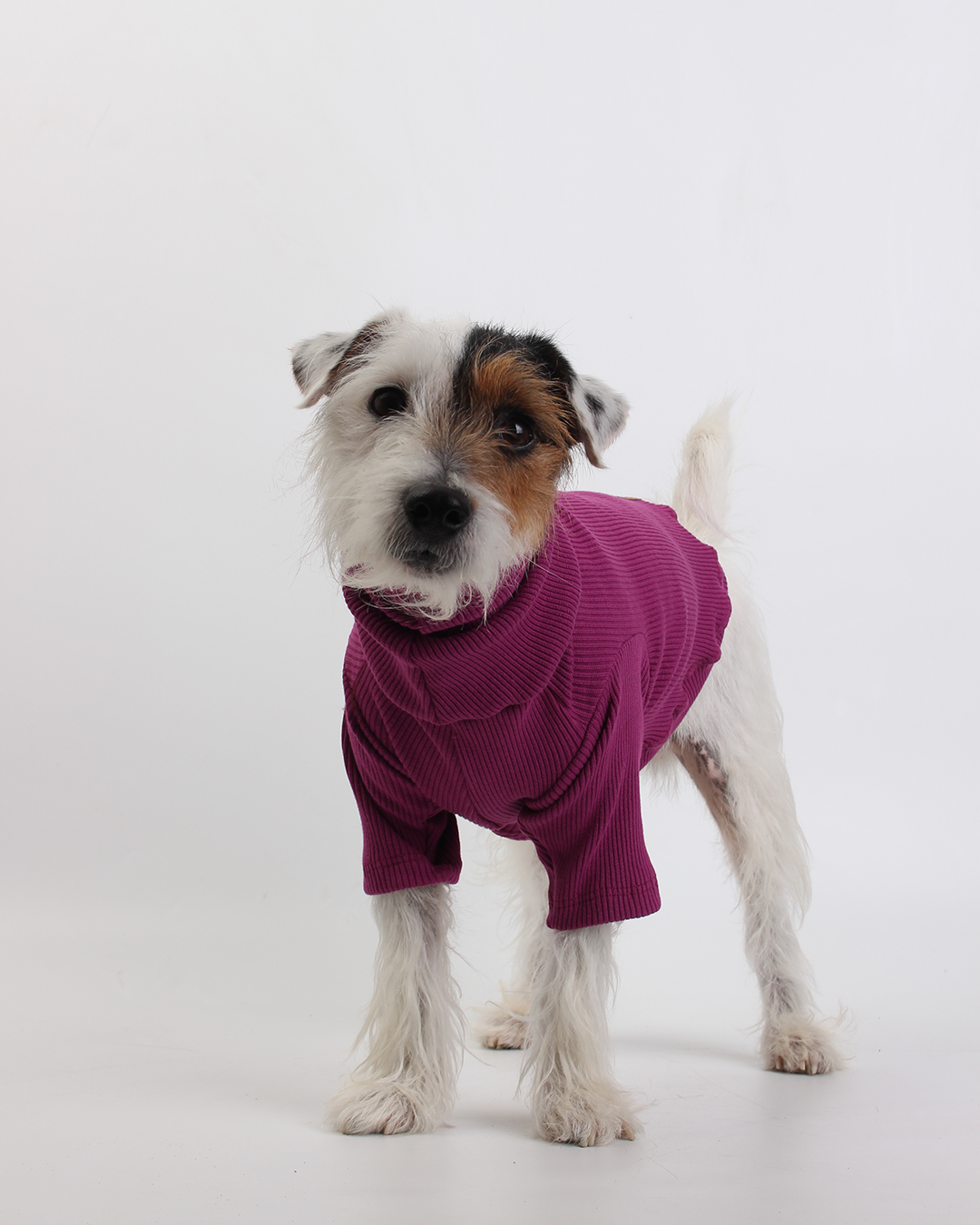 CACHORREL PARA PET UVA