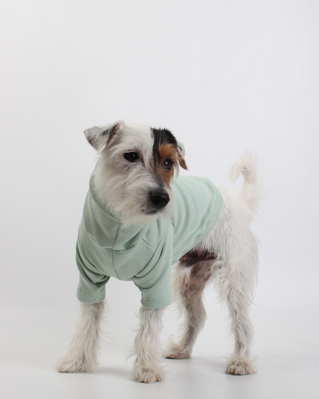 CACHORREL PARA PET VERDE MENTA