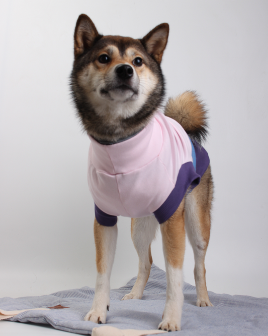 CACHORREL PARA PET STEVE LUPI