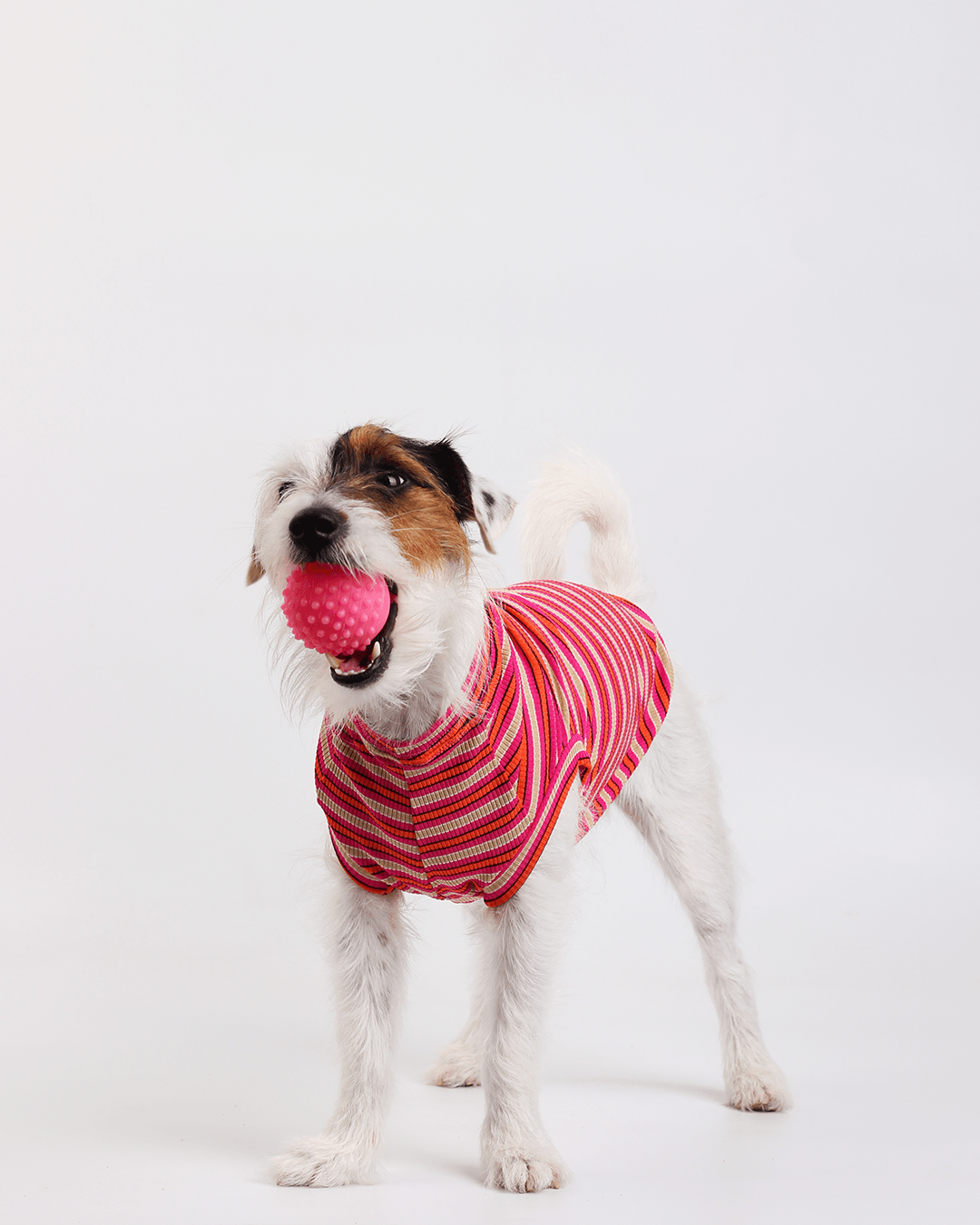 Bem vindos ao MY BLOG! - Myklo And Pet