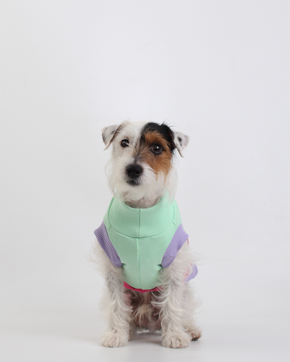 CACHORREL PARA PET STEVE DOGS ECHO COLORS