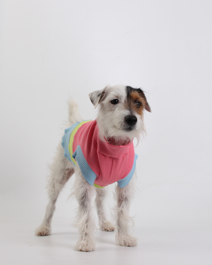 CACHORREL PARA PET STEVE DOGS BONNY