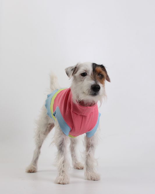 CACHORREL PARA PET STEVE DOGS BONNY