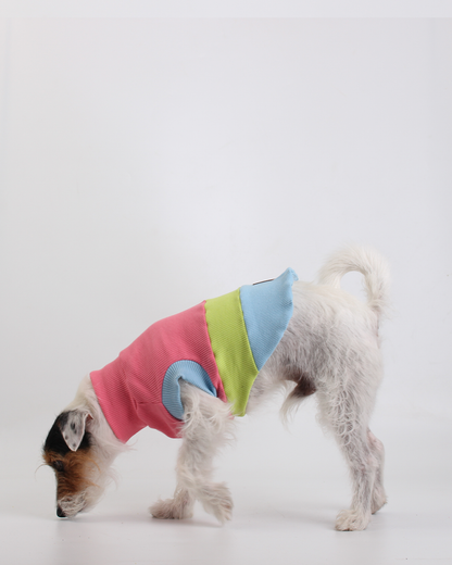 CACHORREL PARA PET STEVE DOGS BONNY