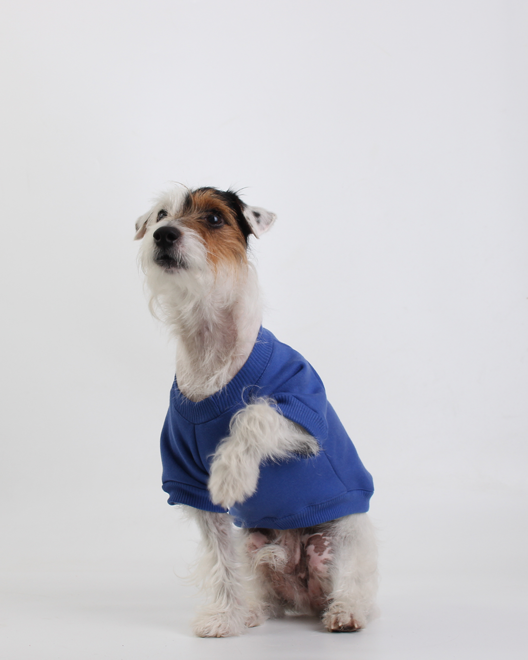 MOLETOM PARA PET BLUE JACK