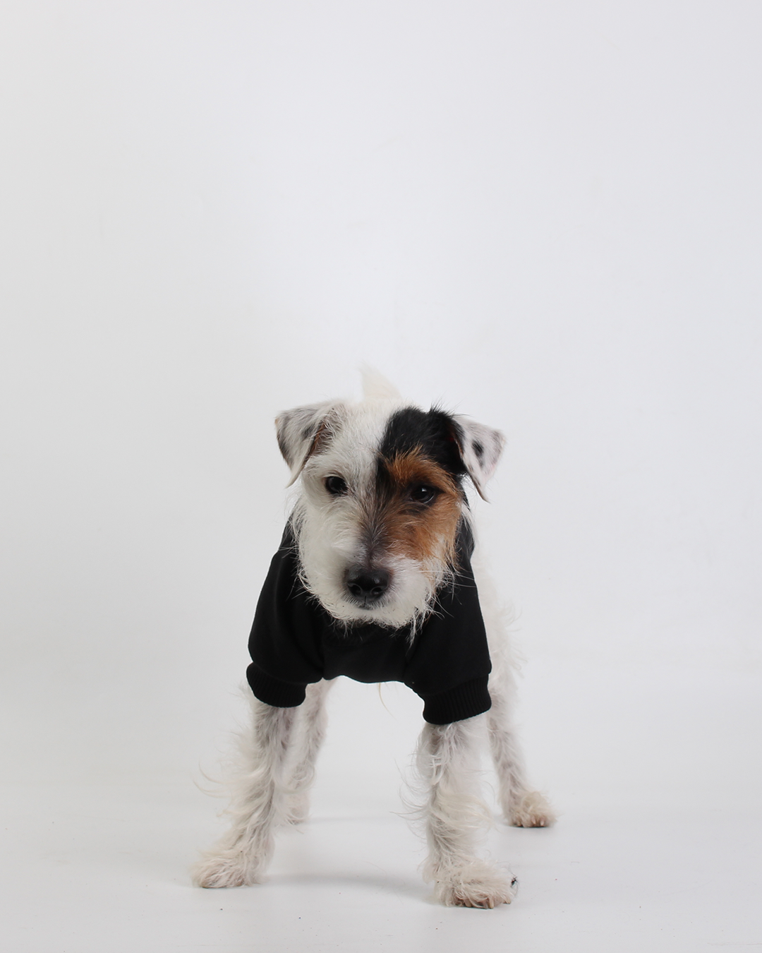 MOLETOM PARA PET OZZY