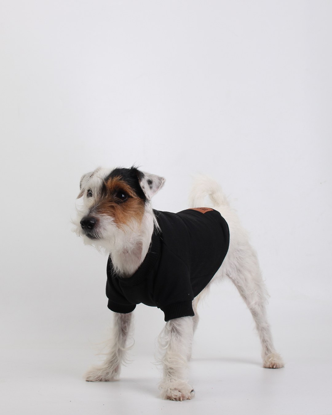 MOLETOM PARA PET OZZY