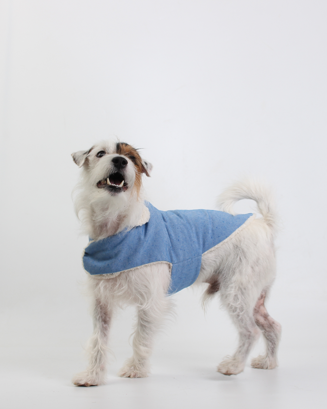 COLETE PARA PET SHEEP COTTON