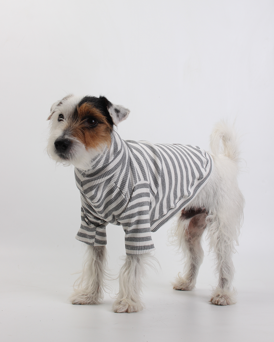 CACHORREL PARA PET LISTRADA CINZA MESCLA COOL
