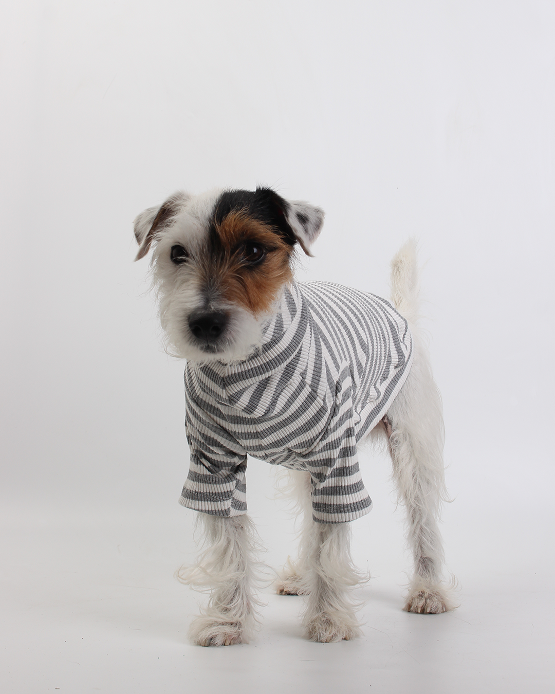 CACHORREL PARA PET LISTRADA CINZA MESCLA COOL