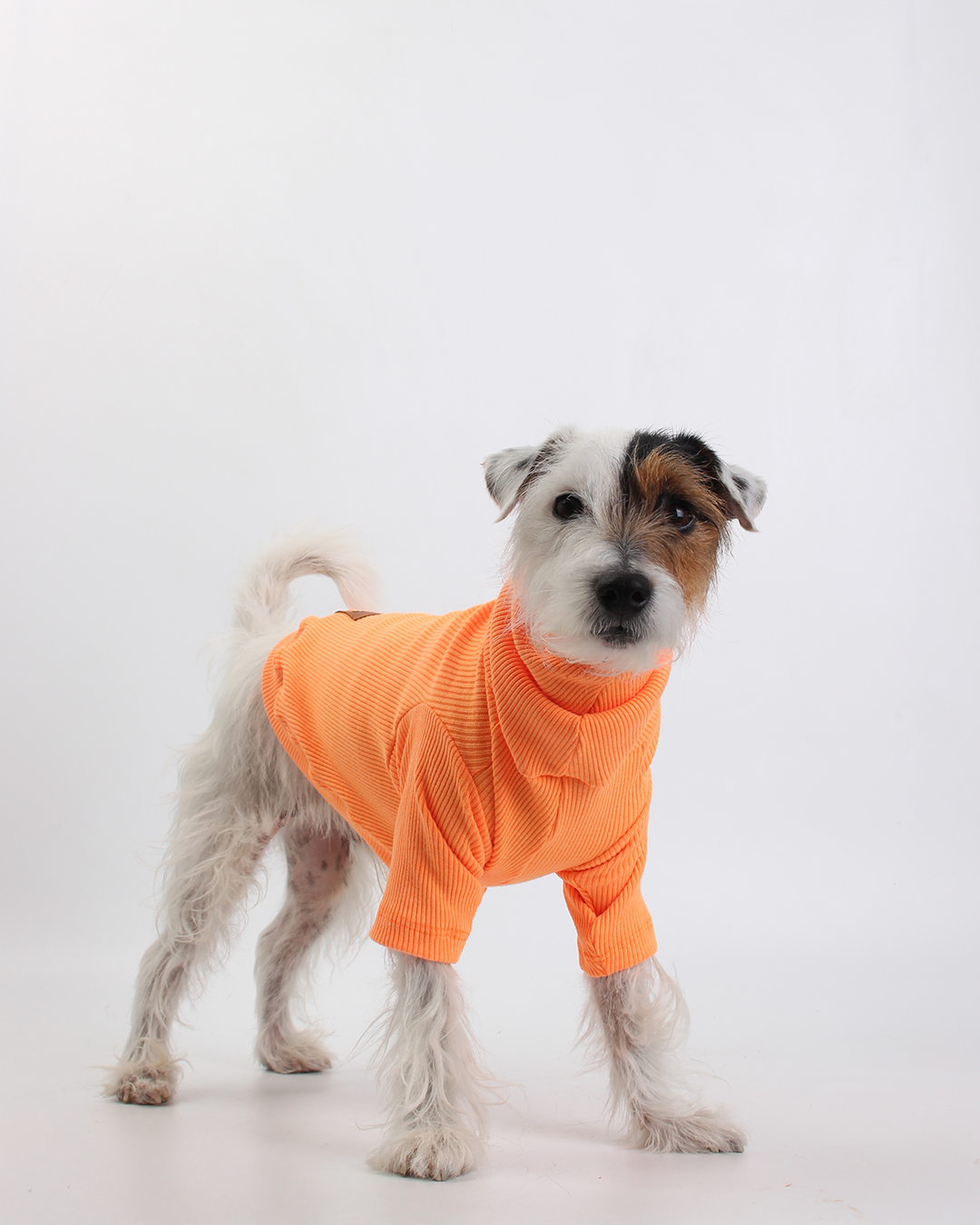 CACHORREL PARA PET TANGERINA POCAN