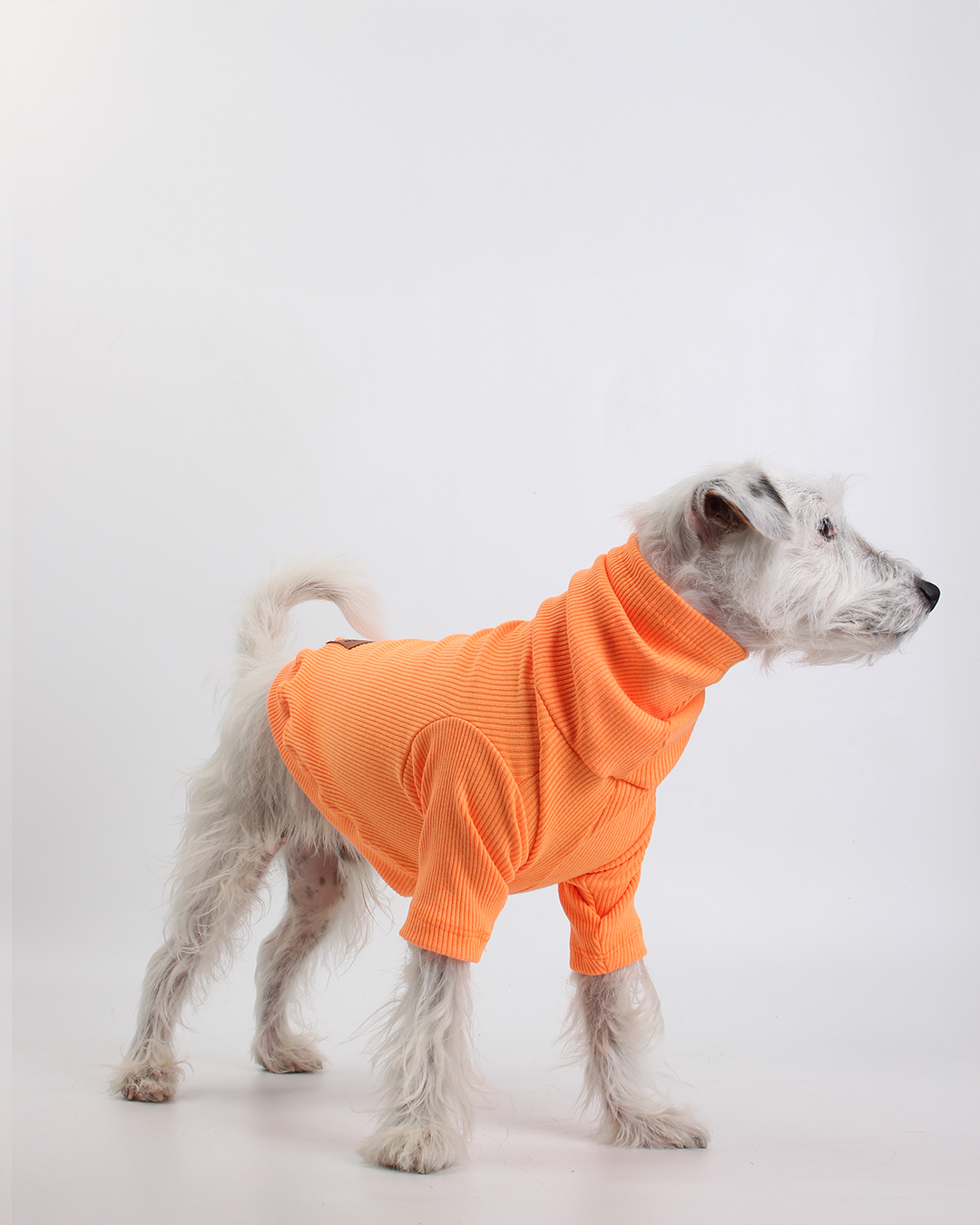 CACHORREL PARA PET TANGERINA POCAN