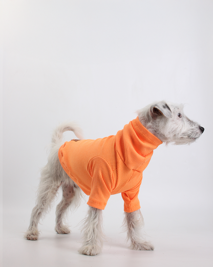 CACHORREL PARA PET TANGERINA POCAN
