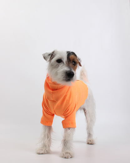 CACHORREL PARA PET TANGERINA POCAN