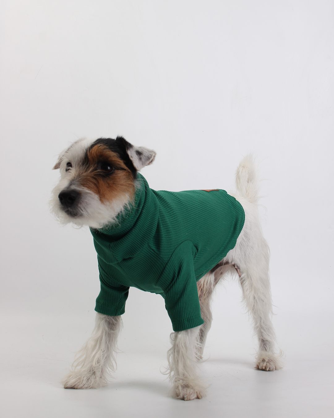 CACHORREL PARA PET VERDE BRÓCOLIS