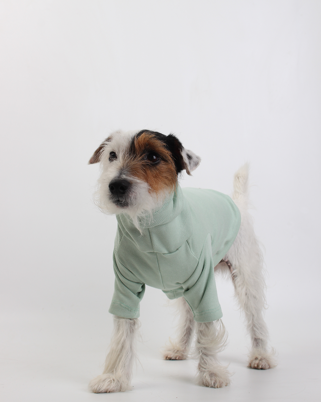 CACHORREL PARA PET VERDE MENTA