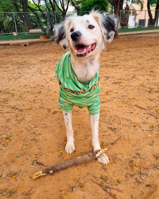 CACHORREL PARA PET HAWKINS