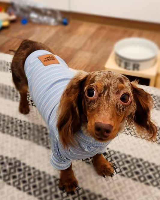 CACHORREL PARA PET MAYA