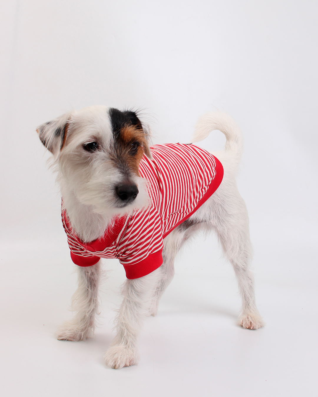 CAMISETA PARA PET COUCOU