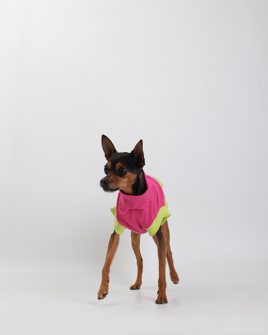 CACHORREL PARA PET STEVE DOGS WAKKO COLORS