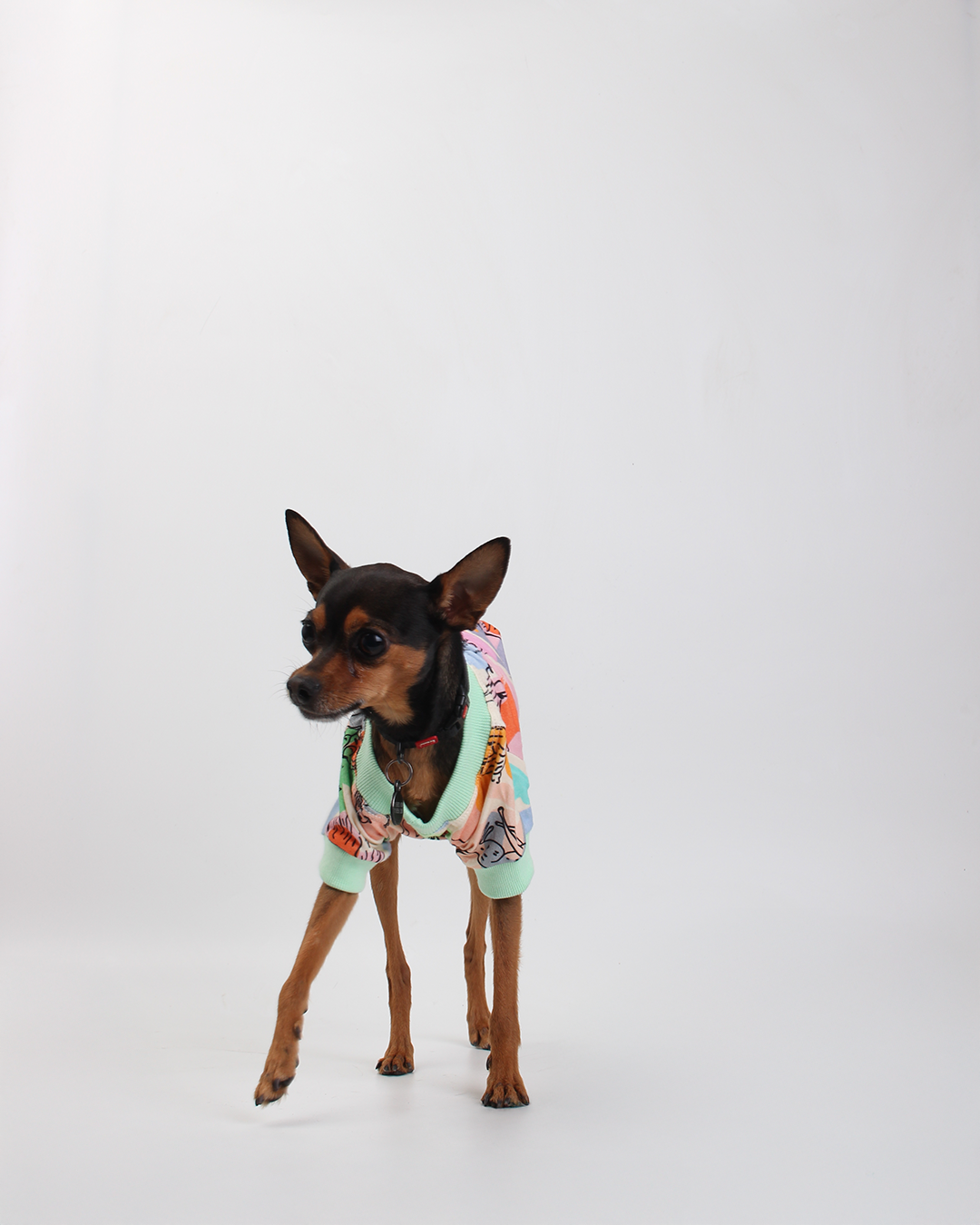 CAMISETA PARA PET MATISSE IN DOGS