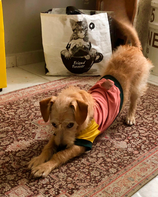 MOLETINHO PARA PET HOT DOG