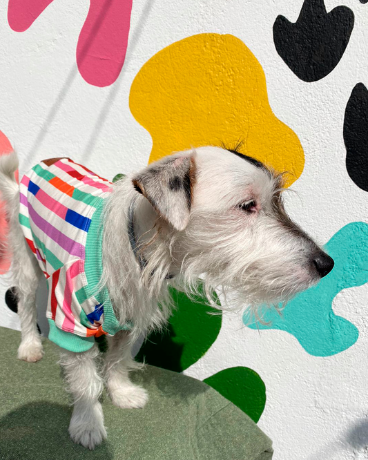 MOLETINHO PARA PET STRIPE & COLORS