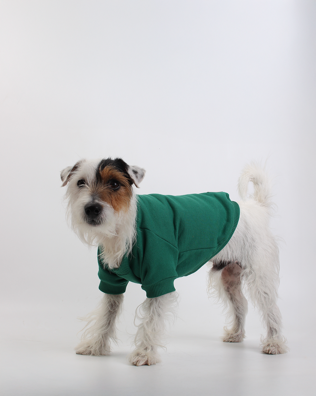 MOLETOM BÁSICO PARA PET VERDE