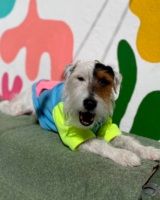 MOLETOM PARA PET PICOLILO