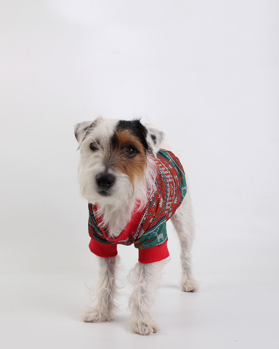 CAMISETA PARA PET HELLO NATALINA